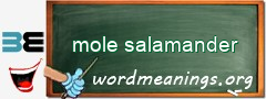 WordMeaning blackboard for mole salamander